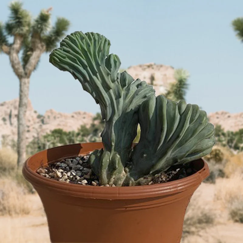 gobekusa31631667