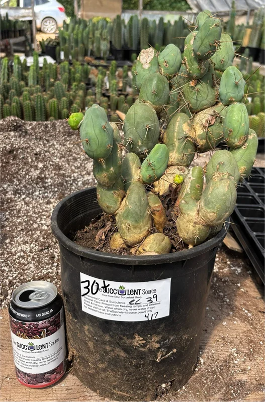 gobekusa91585034