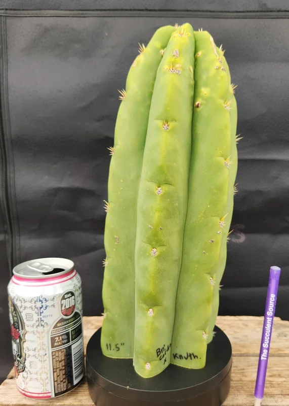 gobekusa91585397