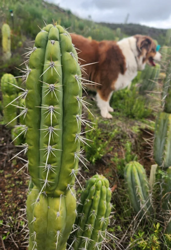 gobekusa91628403