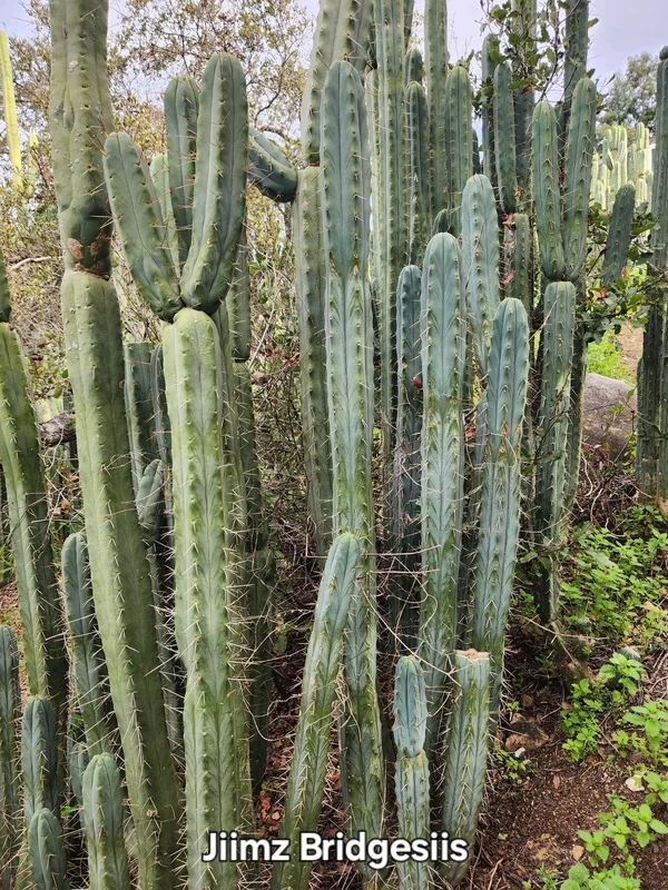 gobekusa91824720