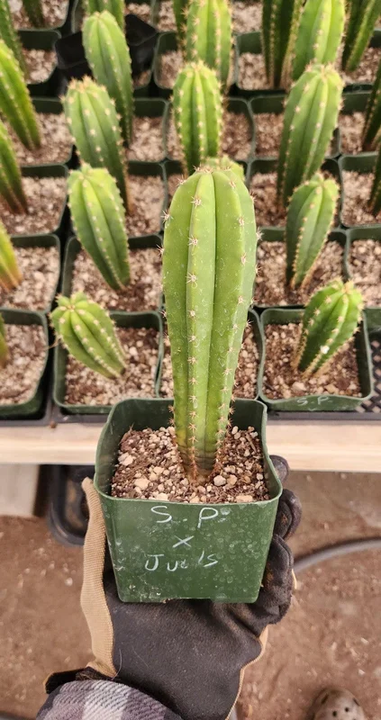 gobekusa91825194
