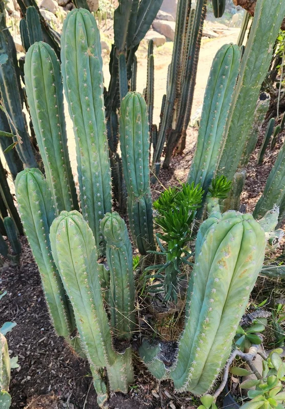 gobekusa91825249